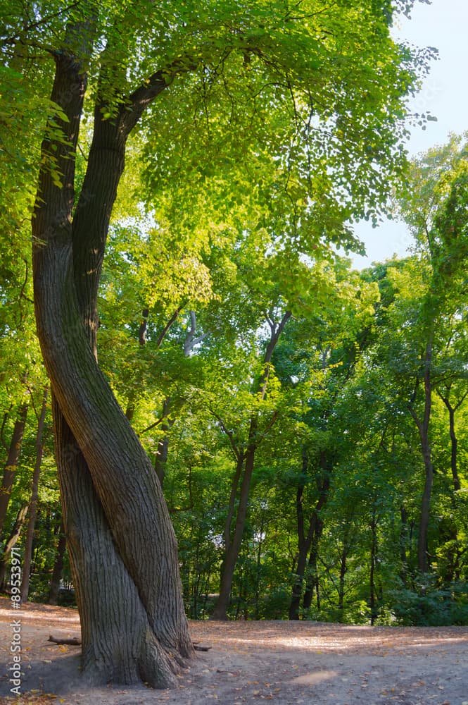 I didn&rsquo;t take a picture, but the trees we found were twined like these ones. (Photo by Adobe Stock)